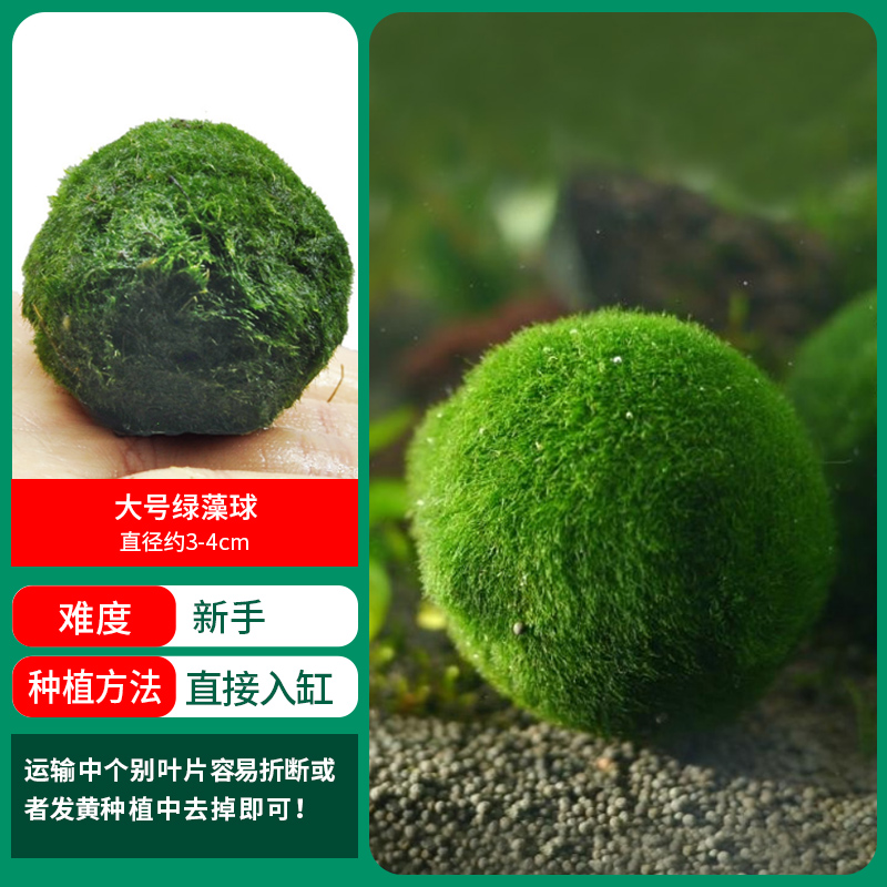 [훌륭한 특가] 대형 생태 녹조류 공