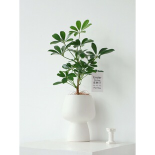 ���_ľ�����҃��k���ҾGֲ���B���~ɏ�lؔ��͏d����ȩֲ������ľ