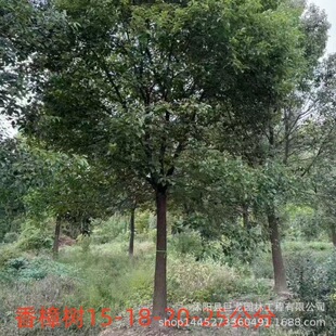 Camphor Saplings, Engineering Seedlings, Camphor Saplings, Large and Small Seedlings Complete 10-12-15-18- 20-25cm