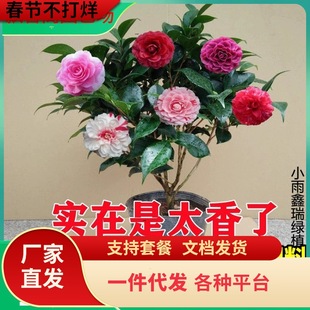 һlļͺɫ൤軨ɽ軨ֲ҃Bɫ൤