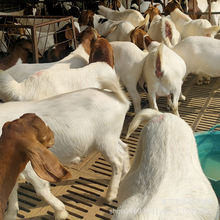 ����ɽ�����������r��Ʒ�N����ֳ ����ɽ�����ʷ�ʽ