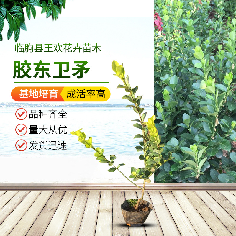 卫茅批发 地被绿化工程绿化各种规格绿化卫矛篱 山东供应胶东卫矛