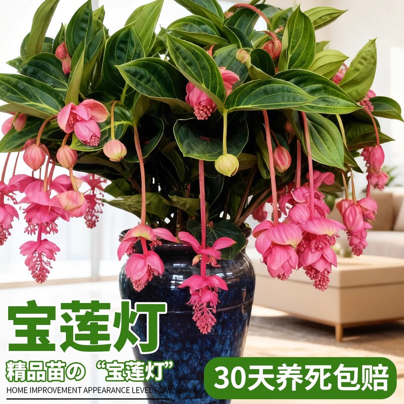 Potted Baolian Lamp with Flower Buds for Indoor Living Room, Easy to Maintain All Seasons, Large Green Plant, High-End New Year's Eve Flower Plant in Stock Potted Baolian Lamp with Flower Buds for Indoor Living Room, Easy to Maintain All Seasons, Large Green Plant, High-End New Year's Eve Flower Plant in Stock
