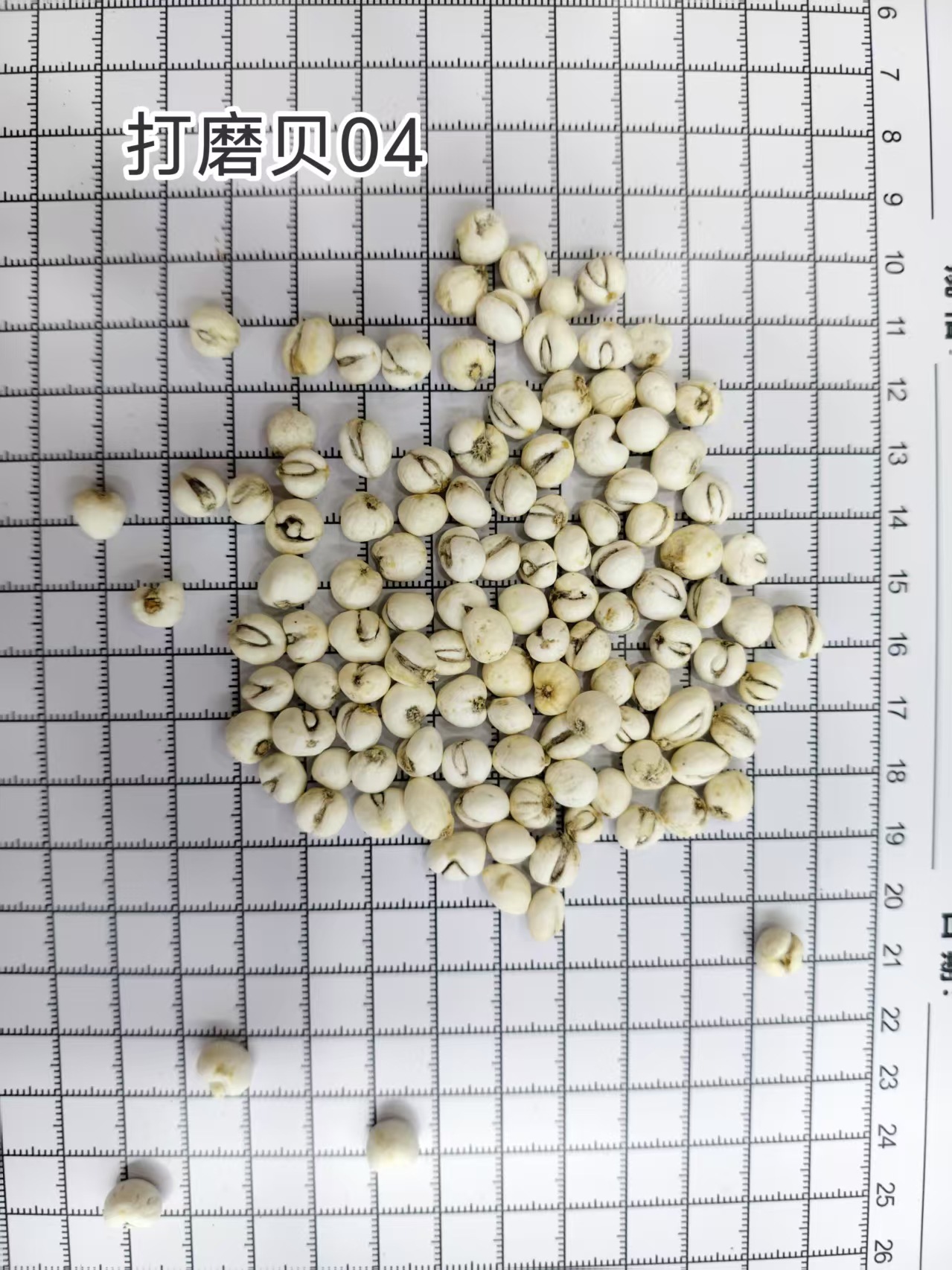 Ping Bei Mu Fritillaria Dried Bulbs 500g Traditional Chinese Herb for Decoction quality and texture