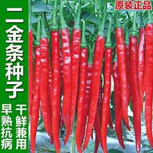 秦椒二荆条辣椒种籽微辣特金条种子海椒红泡线椒二斤条二香苗秧苗