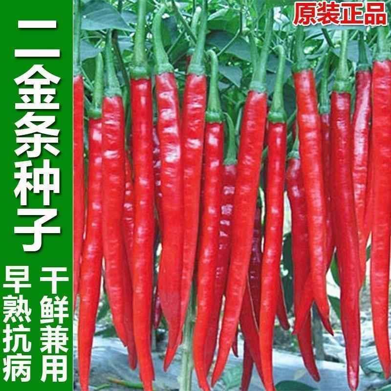 秦椒二荆条辣椒种籽微辣特金条种子海椒红泡线椒二斤条二香苗秧苗