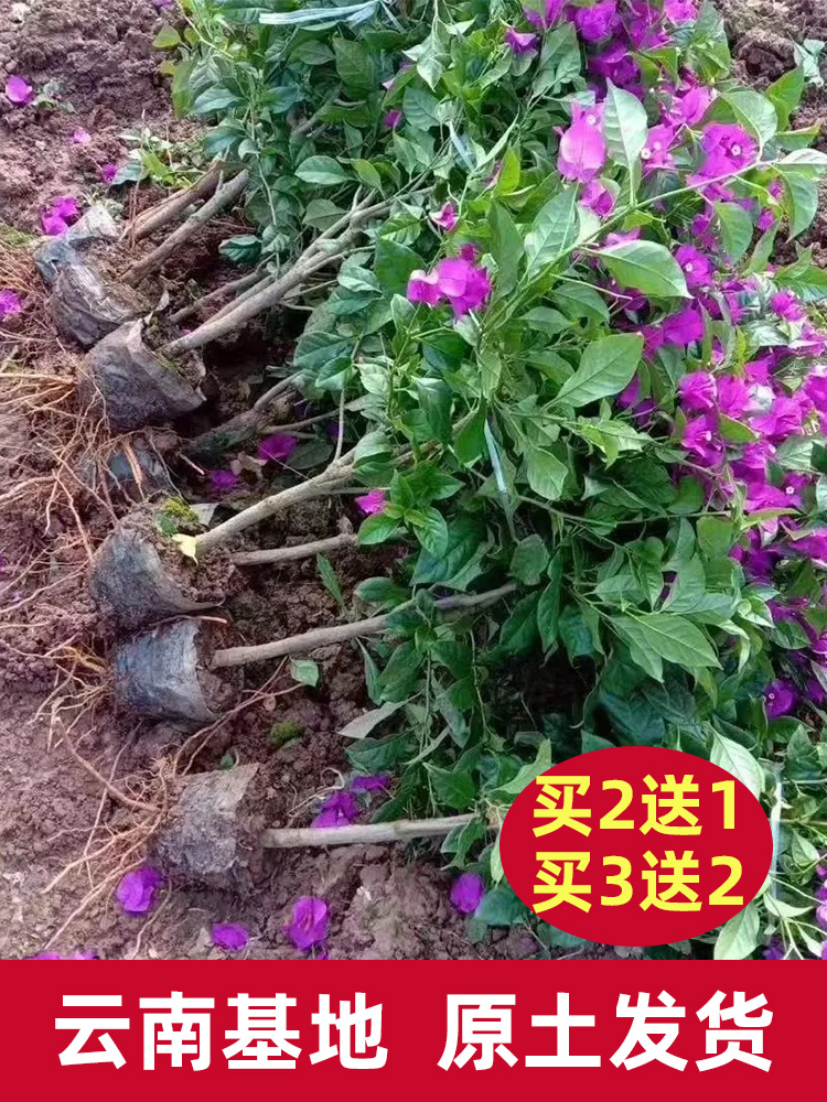 重瓣三角梅盆栽大苗带花老桩室内外庭院爬藤植物红梅花卉四季批发