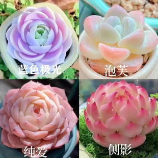 New Succulent Combination Blue Paris White Ice Jade Silhouette Package Easy to Maintain Cold-Resistant Indoor Office Potted Plant Radiation-Proof