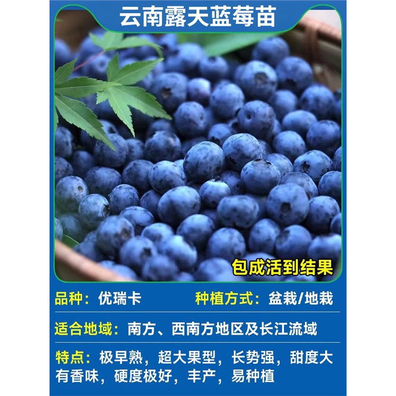 [과일이 있는 큰 모종] 유레카 높이 50-60cm (윈난산 고품질 순수 달콤한 과일)#원래 토양