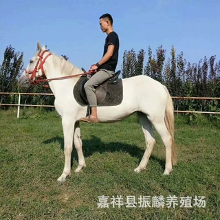 骑乘马多少钱儿童骑乘马哪里有卖的如何挑选马匹 半血马出售