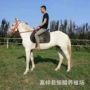 儿童多少马匹
