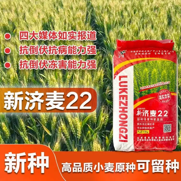 优质强筋冬小麦种子高产小麦济麦22山东农科院育矮秆抗倒大穗原种