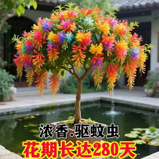 Fragrant Firecracker Flower Saplings Potted Plants Are Easy to Grow in All Seasons, Cold and Heat Resistant in the North and South, Indoor and Outdoor Courtyard Fragrant Firecracker Flowers