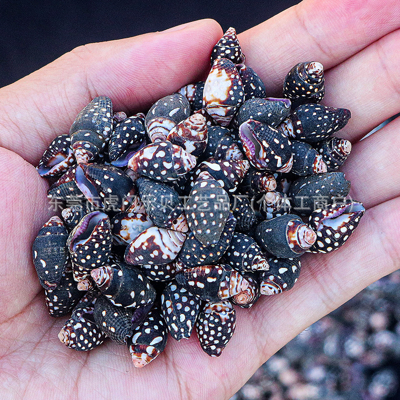 Concha Daquan natural con cera de pescado, materiales decorativos mediterráneos DIY al por mayor