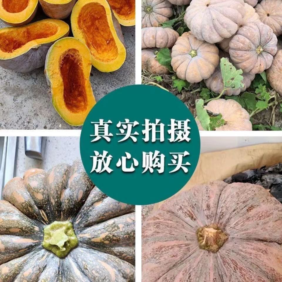 磨盘南瓜种子农家南瓜子家庭盆栽甜面大南瓜种子蔬菜种子