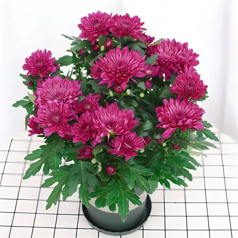 Четырехсезонные цветущие голландские хризантемы. Импортированные рассады хризантем устойчивы к холоду и легко живут, четырехсезонные цветущие комнатные и уличные зеленые растения в горшках на балконе.