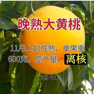 �޽��Ҙ���綬�����ش��S�Ҙ����Ҙ���Ʒ�N�������ϱ�������Y��
