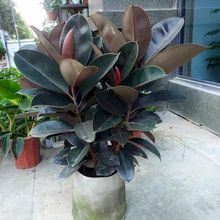 �ڽ�����Ƥ���辰�Gֲ���~�k���҃������ÿ͏d�̨