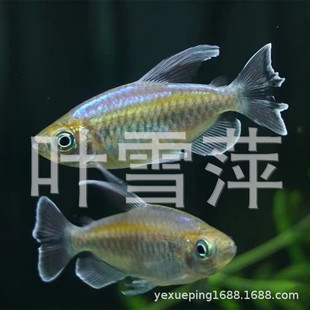 中型觀賞魚圖片 海量高清中型觀賞魚圖片大全 阿里巴巴