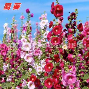 Hollyhock Seeds, Red Grass Flower Seeds, Tall Pole Garden Flower Sea Flower Seeds, Road Beautiful Rural Mixed Color Flower Seeds