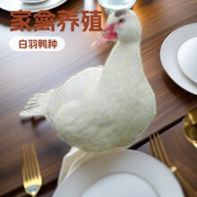 广东养殖水养精品番鸭