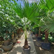 大型蒲葵扇葵棕榈落地盆栽绿植室内客厅阳台走廊造景耐寒绿化植物