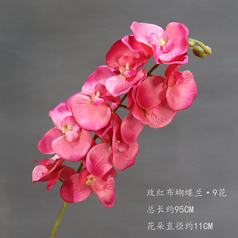 Phalaenopsis paño rojo rosa