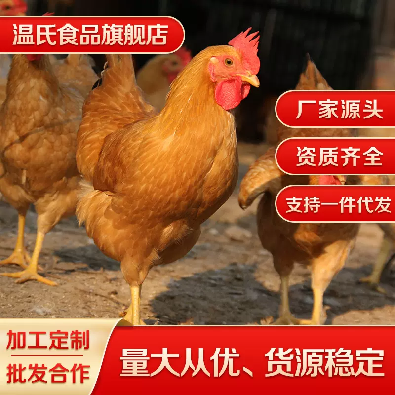 温氏土香鸡农村散养鸡大公鸡1-2公斤鸡腿大土鸡家庭优选鲜冻