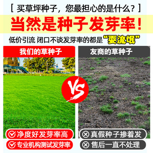 Evergreen Lawn Grass Seeds, Cold-Resistant and Drought-Resistant Slope Protection, Manila Bermudagrass Greening Dwarf Turf Grass Seeds