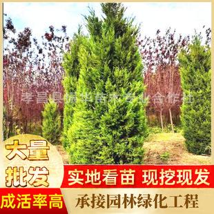 高速公路用塔柏 塔柏北京桧蜀桧柏树 桧柏 桧柏 侧柏树公墓用柏树-阿里巴巴