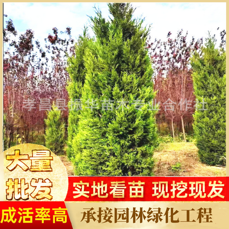 售河南桧柏  圆柏树 桧柏价格 潢川桧柏 鄢陵桧柏 墓地用什么树好