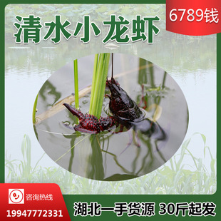 Hubei honghu Fresh Corlum Live и чистая чистая вода размножение Qianjiang Оптовые товары первой поставки 67890 денег