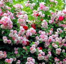 һlNޱļľͺֲļN׻_ش