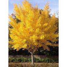 �y�Ә�������������ͥԺ�����L�����е�ľ�@�־G��������ľ