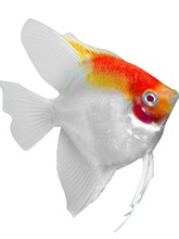 神仙鱼小型鱼苗淡水热带观赏鱼活体红头三色白蓝魔秘鲁燕鱼七彩鱼