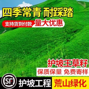 Slope Protection, Soil-Fixing Lawn Grass Seeds, Evergreen and Drought-Resistant Bermudagrass Greenery for All Seasons, Slope and Hillside Baixi Grass Green Seeds