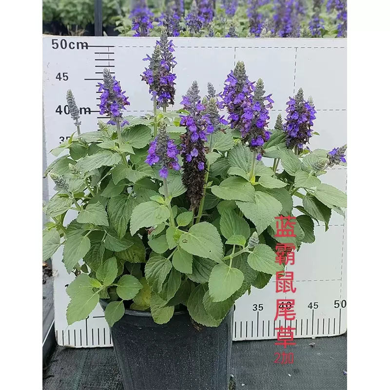 蓝霸鼠尾草2加仑盆栽花卉绿植 成都园林绿化花境植物地被苗木