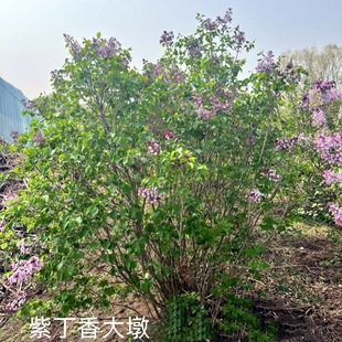 For Sale: Lilac Shrubs, Large-Leaf Lilac, Four-Season Lilac Seedlings, Lilac Hedge Seedlings, Lilac Balls
