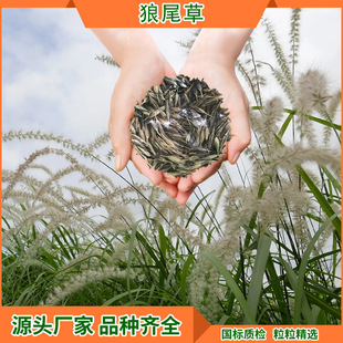 Perennial Pasture Seeds, Livestock Cattle and Sheep Edible Forage Seeds, Cold-Resistant Pasture-Type Pennisetum Ryegrass Seeds