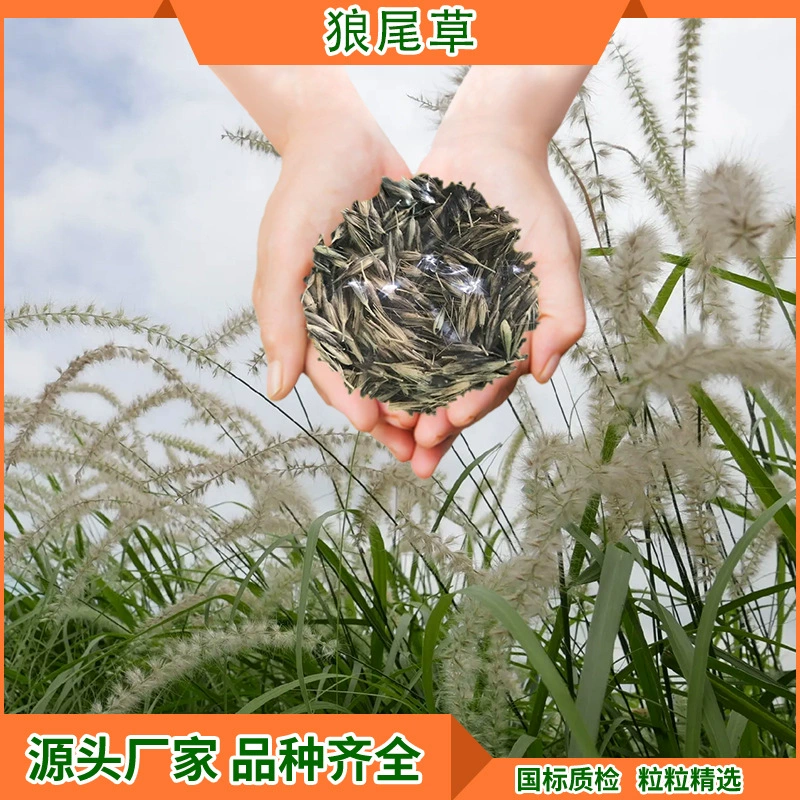 Многолетние кормовые семена животноводства крупного рогатого скота и овец съедобные кормовые травы Семена холодоустойчивых кормов Pennisetum ryegrass семена