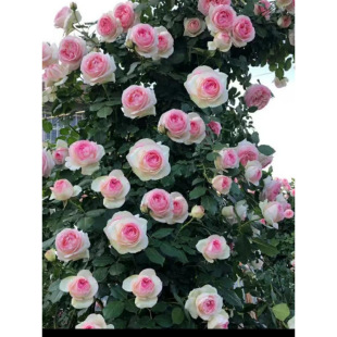 Large Climbing Vine, High-Quality Rose, Cold-Resistant and Heat-Resistant, Courtyard Garden Climbing Wall, Large Flower Fragrant Flower Sea Flower Column, Many Goods