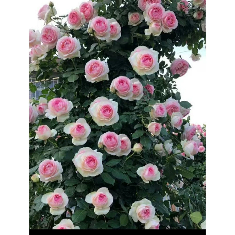 Большая лазающая роза, устойчивая к холоду и жаре, лазающая стена в саду во дворе, большие ароматные цветы, море цветов, цветочные колонны, множество сортов.