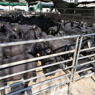 Ŭ�ȁ���ɽ�� ��ɽ��С���� ��ɽ��������� ��ɽ��Nĸ��