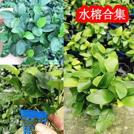 Aquarium Plants Fish Tank Collection Mini Small水草植物鱼缸1