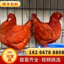 巨型紅色元寶鴿不會飛的鴿子公斤鴿多少錢山東元寶種鴿養殖基地