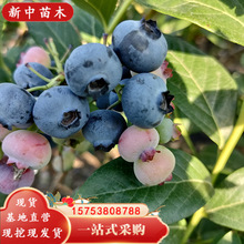庭院種植組培藍莓苗 當年結果品種多 南方北方四季種植藍莓果樹苗