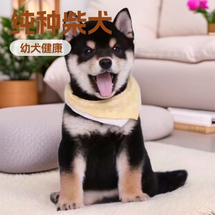 ��Ȯ������Ȯ���N��ȮС��Ȯ���w��������pȮ��������С������