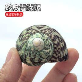寄居蟹替换壳天然海螺壳鱼缸造景贝壳收藏卷贝繁殖蛇皮青蝾螺海洋