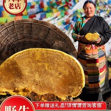 【西藏真野生】林芝波密县正宗桑树桑黄野生特级500g正品一斤灵芝