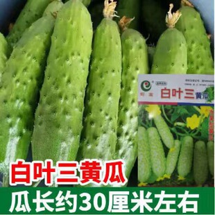 ���~��ˮ���S�ϷN�ӹ�����С�S�����캵�S�ϷN���ļ��߲˷N��